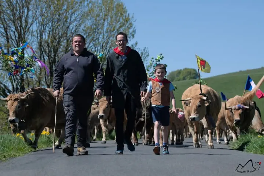 Thomas Gras conduit son troupeau Aubrac lors de la transhumance dans le Cantal avec son fils