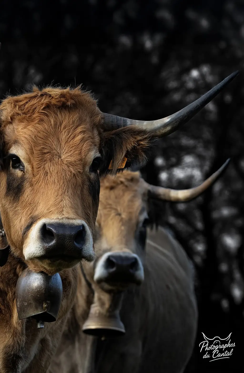 Bœuf Aubrac race pure de la Ferme du Graillou, base de la charcuterie bovine artisanale à Cézens