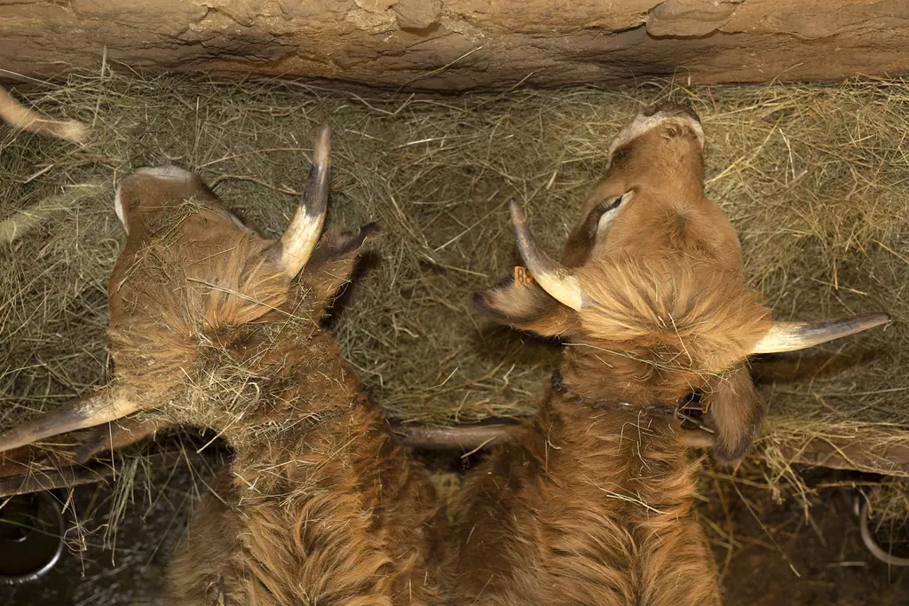 Thomas Gras avec ses vaches Aubrac dans l'étable traditionnelle en pierre de la Ferme du Graillou, Cézens, Cantal