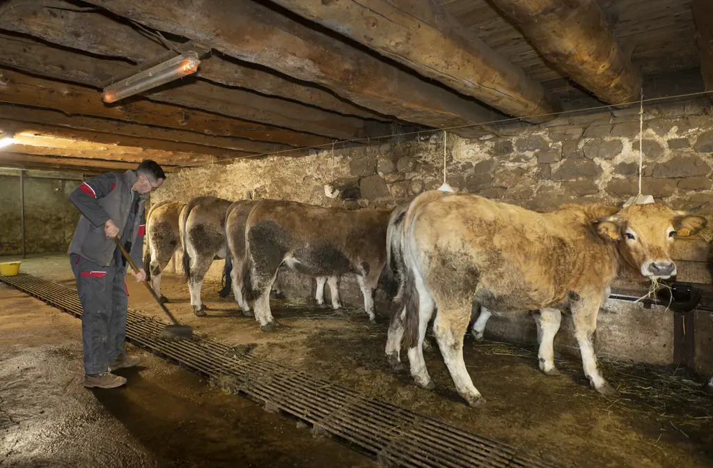 Troupeau de vaches Aubrac dans l'étable de la Ferme du Graillou