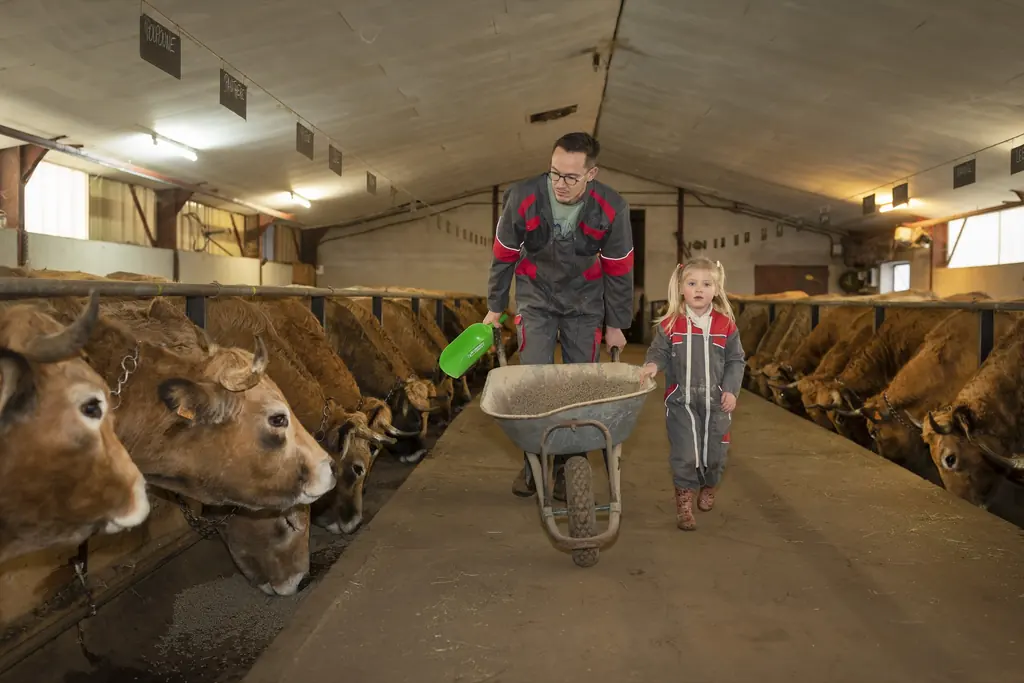 Thomas Gras et sa famille avec leurs vaches Aubrac dans les prairies de Cézens, Cantal