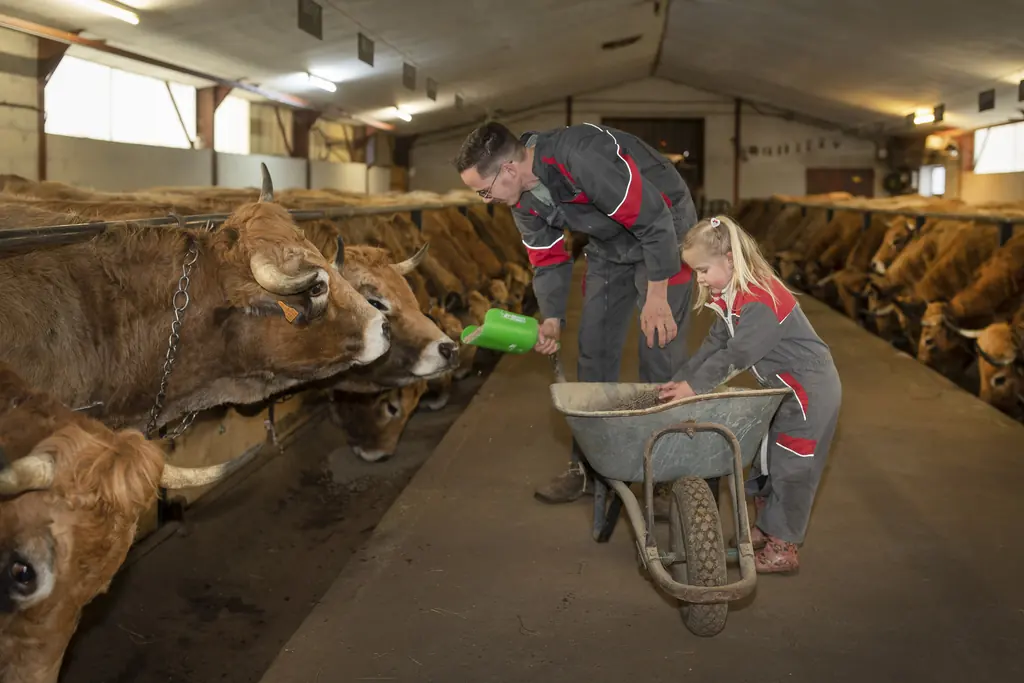 Vaches Aubrac mangeant du foin de prairie naturelle dans l'étable de la Ferme du Graillou à Cézens