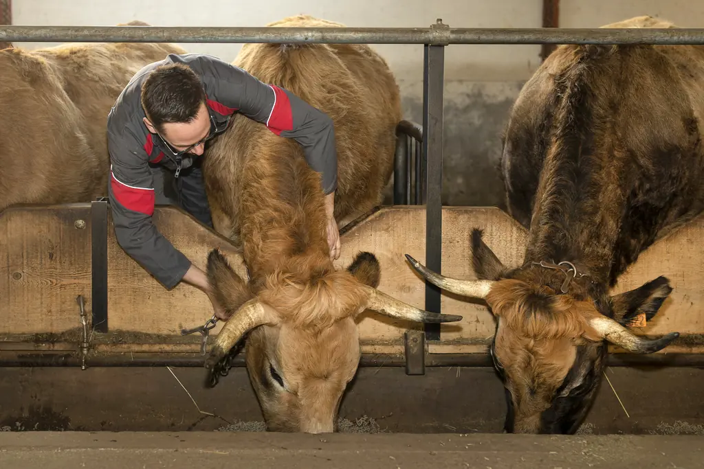 Vache Aubrac de la Ferme du Graillou sur les hauts plateaux du Cantal, paysage d'Auvergne