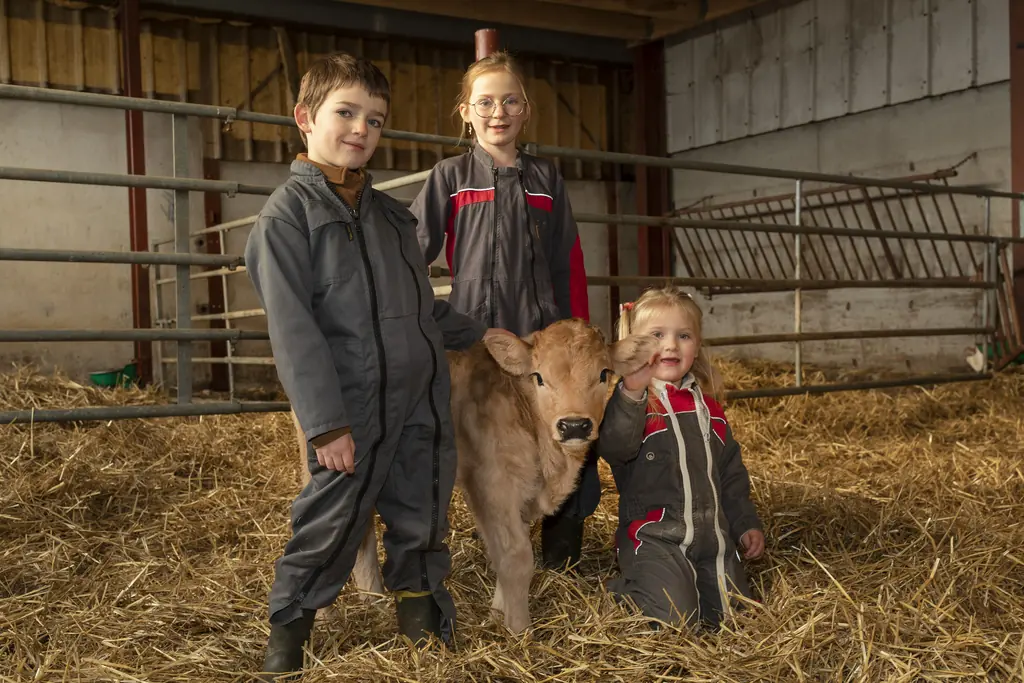 La famille Gras distribue le foin aux vaches Aubrac dans l'étable de la Ferme du Graillou à Cézens