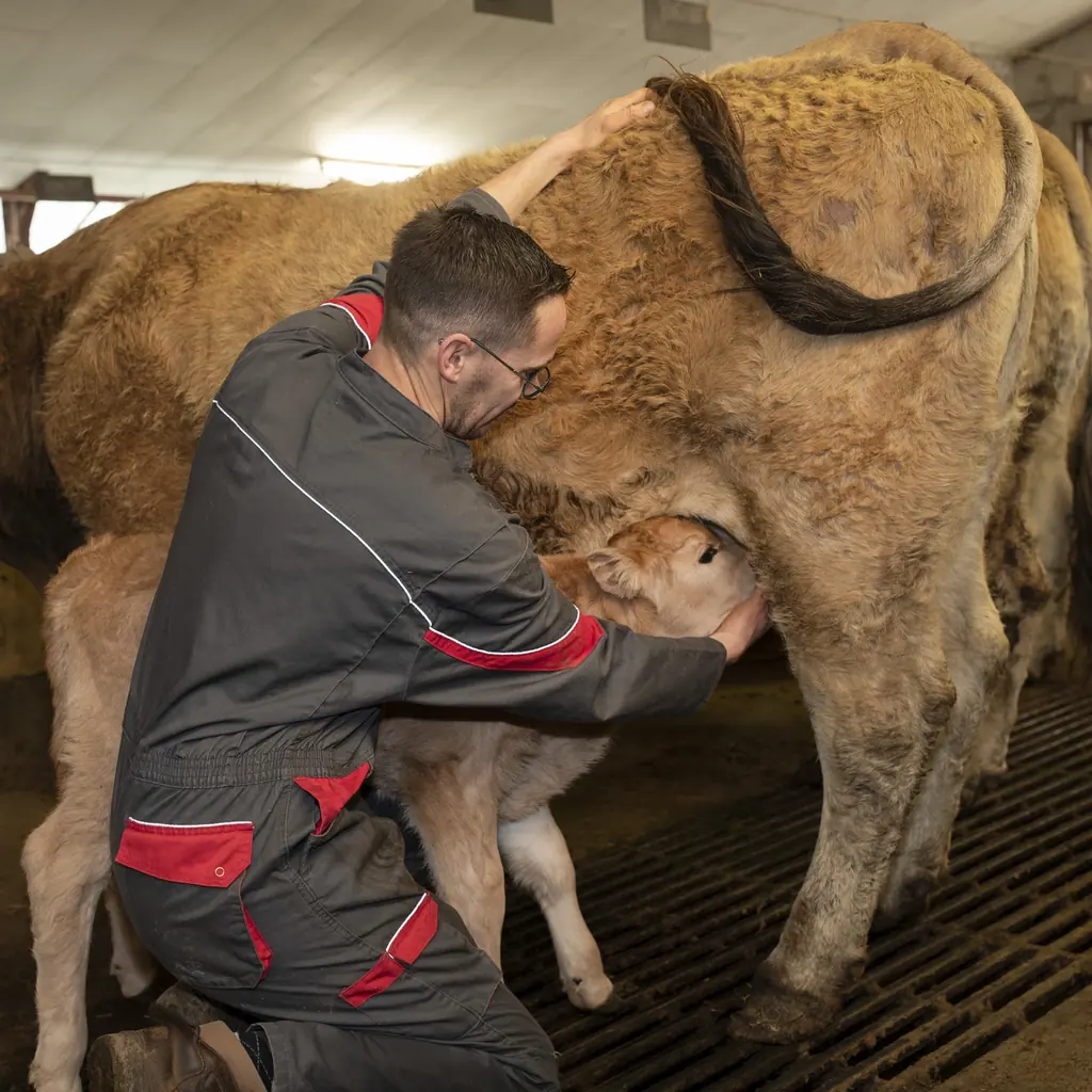 Thomas Gras aide un veau nouveau-né à téter sa mère Aubrac dans l'étable de la Ferme du Graillou à Cézens