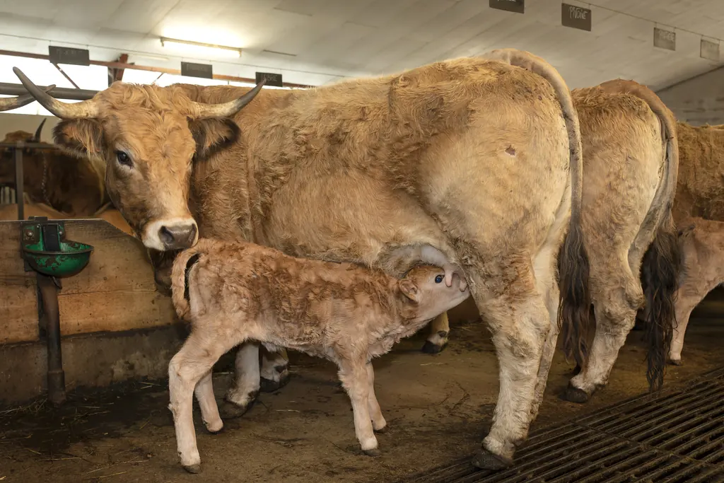 La famille Gras lors des foins dans les prairies de Cézens avec les vaches Aubrac