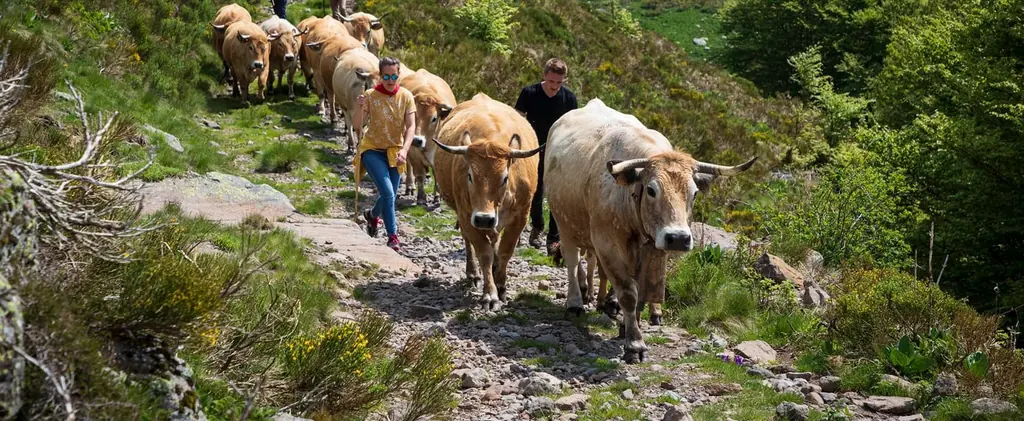 Bœuf Aubrac race pure de la Ferme du Graillou, libre et robuste sur les hauts plateaux du Massif Central