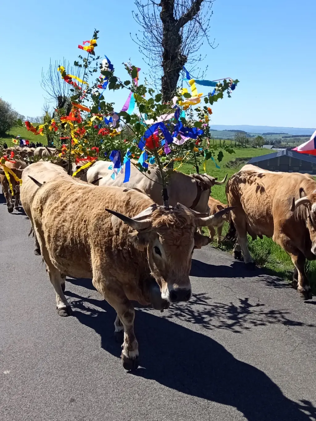 Troupeau Aubrac de la Ferme du Graillou lors de la transhumance à Cézens, vaches parées de fleurs et rubans colorés