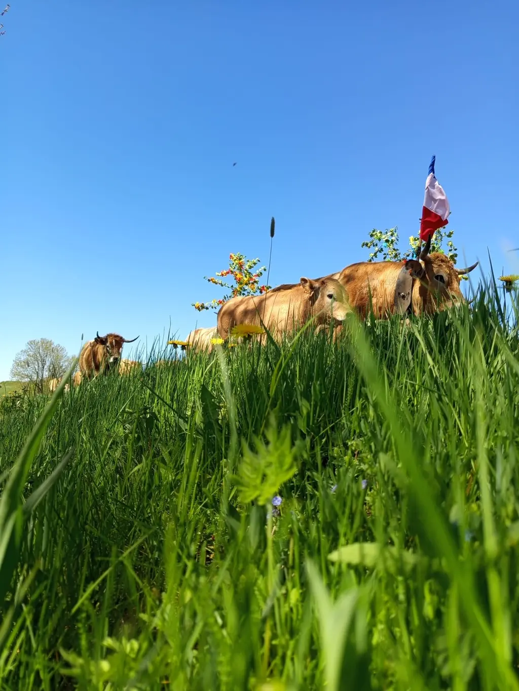 Génisses Aubrac de renouvellement de la Ferme du Graillou dans les prairies de Cézens, Cantal