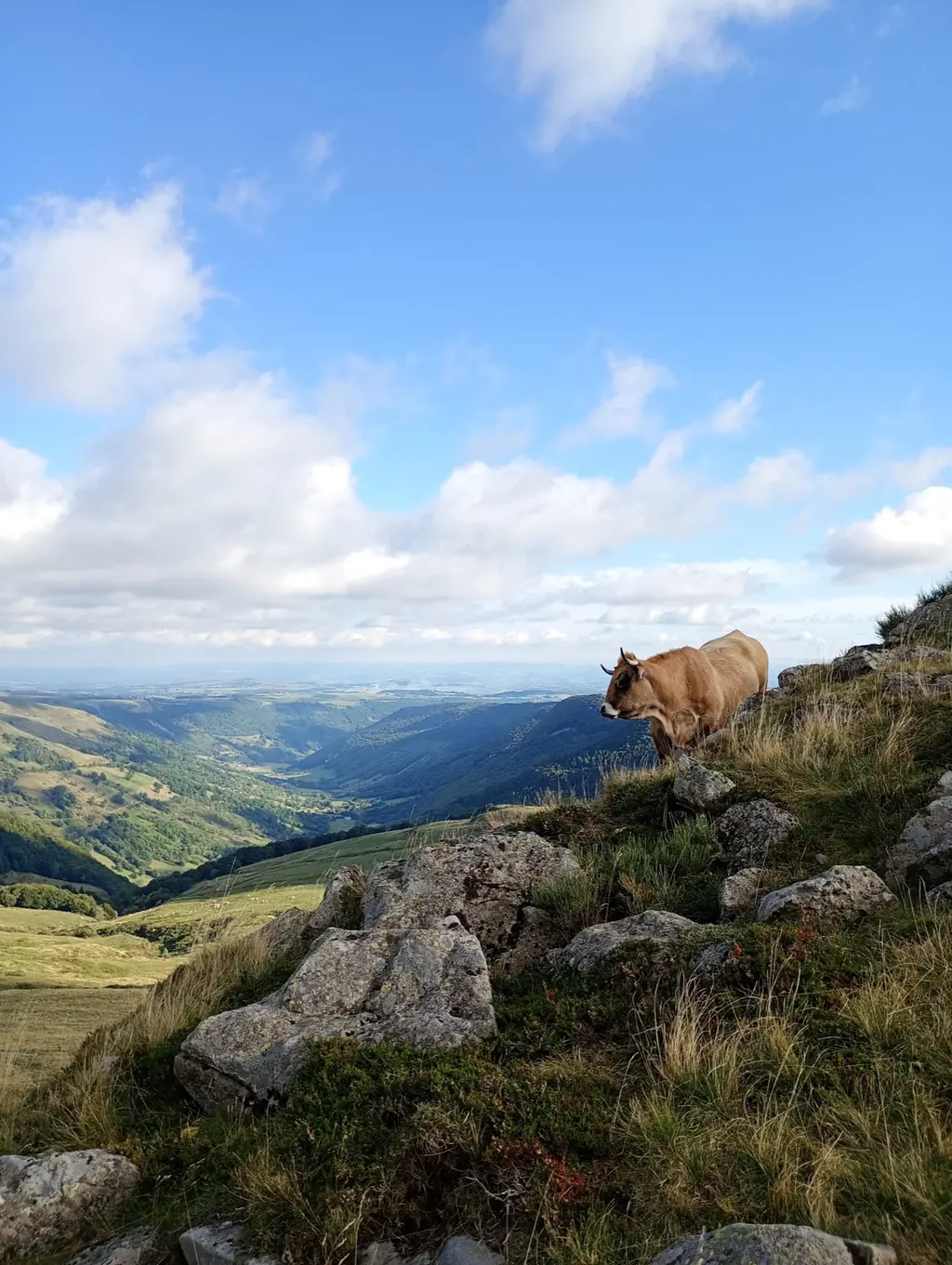 Paysage de l'Aubrac avec les vaches Aubrac dans les prairies verdoyantes